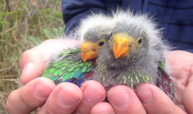 Swift parrot chicks. Picture: Dejan Stojanovic.