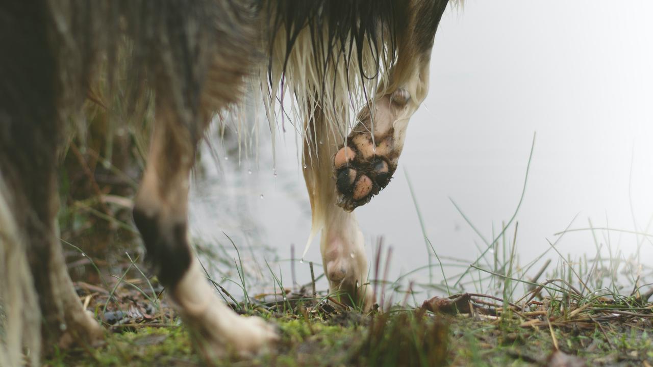 Mackay court: Mackay couple allegedly engaged in bestiality twice in late  2019 in the Mackay region | The Courier Mail