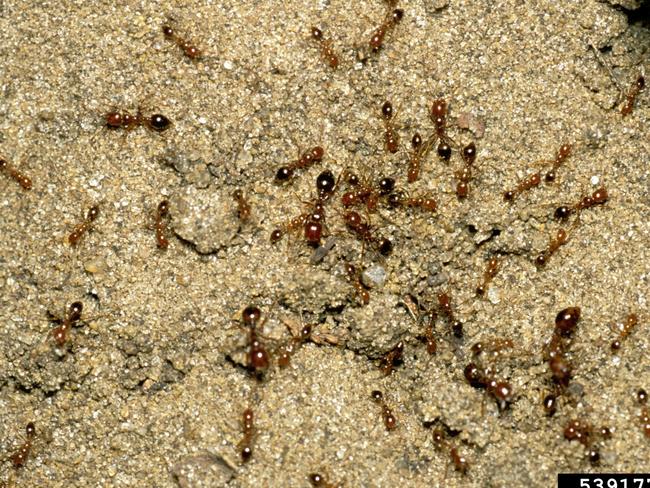 ‘Ten minutes of fire’: Sting warning as fire ant biosecurity zone grows