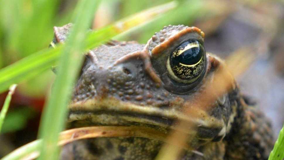 Stay of execution: Rain saves day for Yeppoon cane toads | The Courier Mail