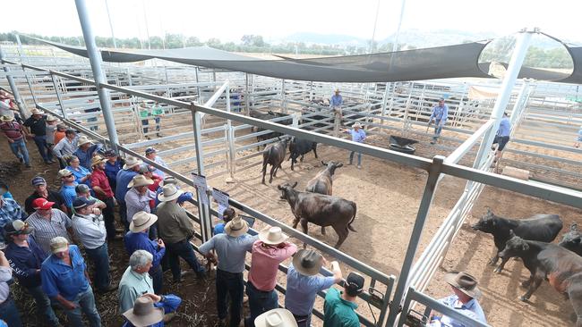 Premier Angus Feature Weaner Sale, NVLX, Barnawatha. Picture: Yuri Kouzmin