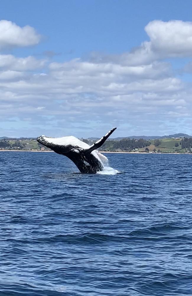 Whales spotted in the Bass Strait, Northern Tasmania. Picture: Ebony Richards