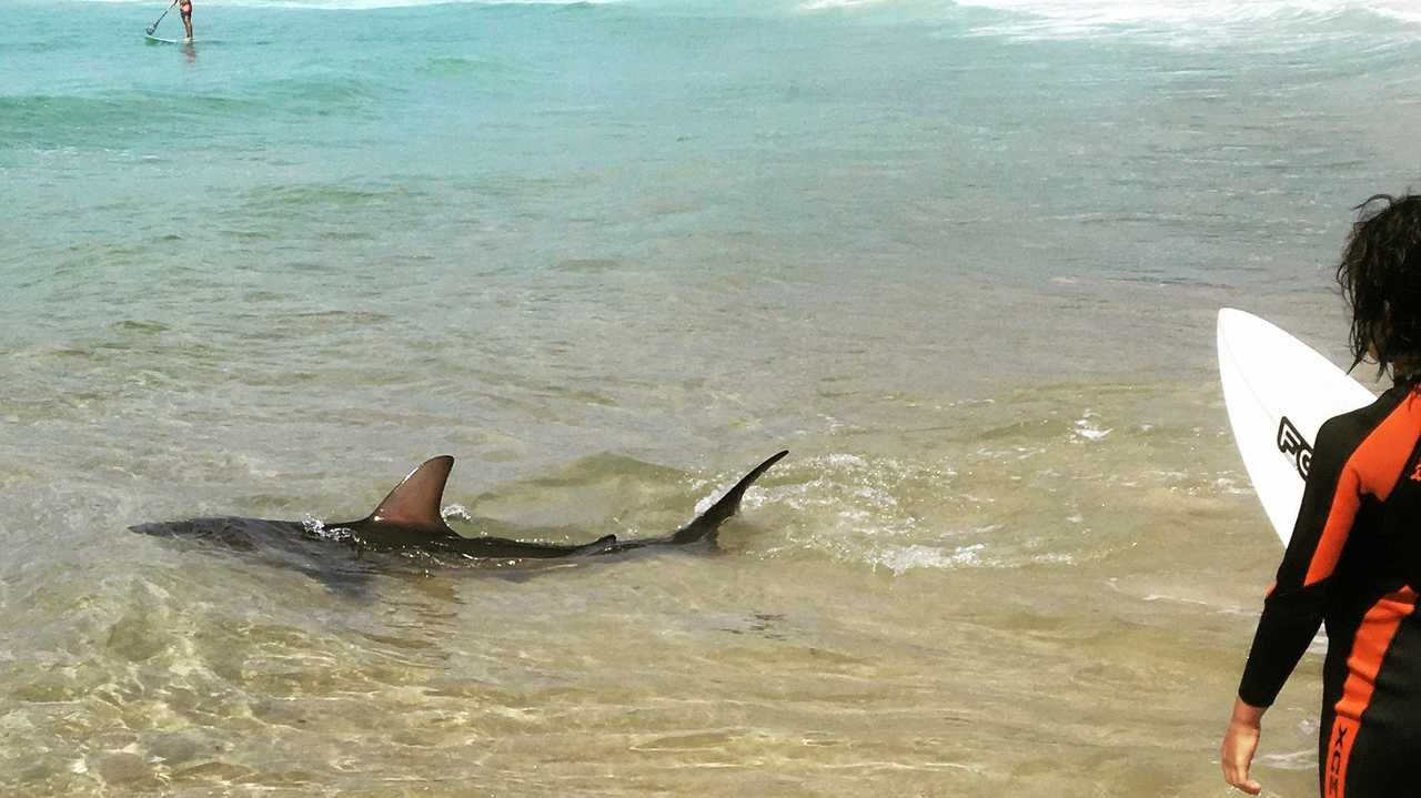 VIDEO: Shark spotted in shallow water at Minnie Water | Daily Telegraph