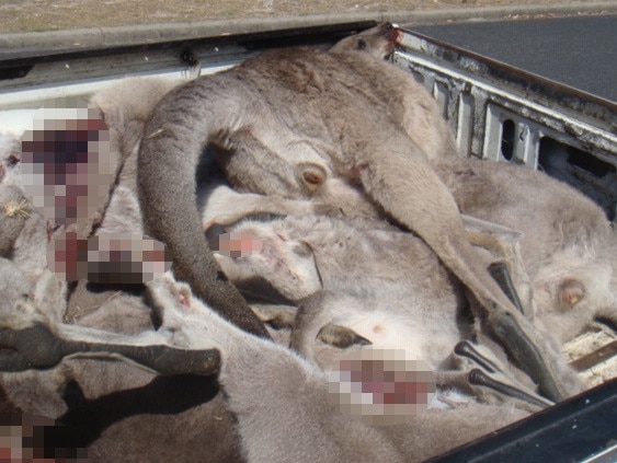 The carcasses of kangaroos that were killed in Merimbula. Picture: Supplied