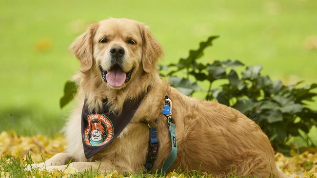 Million Paws Walk at Adelaide Botanic Gardens. Picture: Matt Loxton