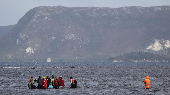 Rescuers support stranded whales while waiting for the return of the boat used to transfer the whales back out to sea. Picture: NCA NewsWire / Grant Wells