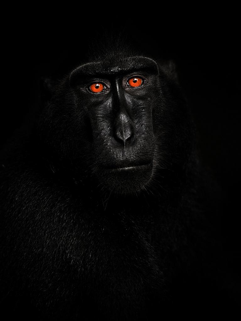 Crested Macaque: The Crested Macaque portrait is one of the favourite pictures I took during my trip. I walked along with an enormous macaque troop on Sulawesi and spent hours learning about their behaviour. At one moment the troop rested all around me. The babies played with each other while the adults checked if the surrounding area was safe. I noticed there was one male in the dark shade nearby. I was able to underexpose the shot so only his magical eyes are dominant. I was very happy with the result. Picture: Petr Bambousek, 3rd place, Czech Republic, National Award, 2015 Sony World Photography Awards