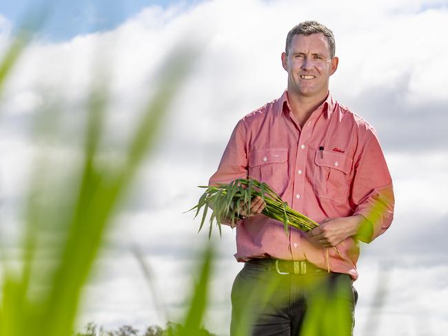 CROPS: Josh McLeod - WheatJosh McLeod is an agronomist. PICTURED: Josh McLeod in a clients wheat crop.Picture: Zoe Phillips