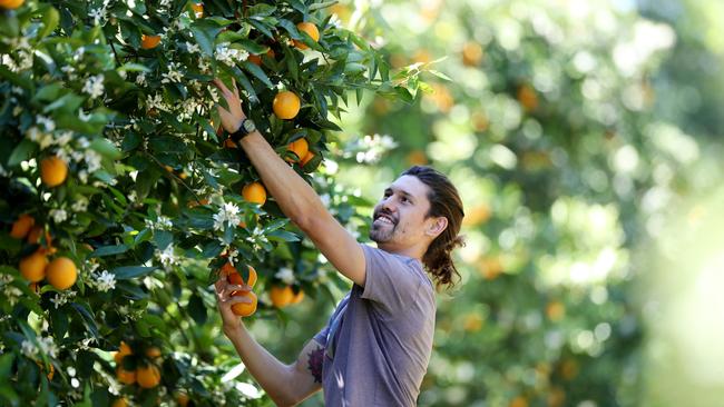 ​North Burnett citrus growers are concerned about hiring pickers for the upcoming season. Picture: File.