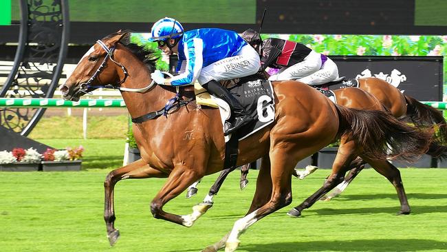 Sweet Dolly is the standout favourite to win the 2YO QTIS Jewel race. Picture: Grant Peters / Trackside Photography