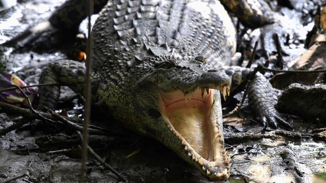 Police are hunting a man after a crocodile’s dead body was discovered at a popular tourist destination. (Photo by Roslan Rahman / AFP)