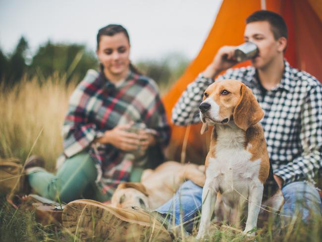 Dogs love the outdoors but unfortunately, ticks do too. Picture: iStock