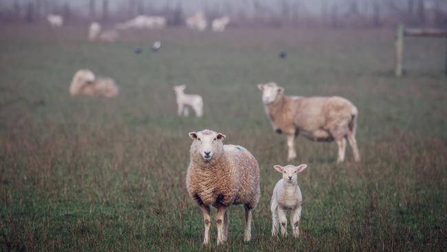 Andrew Edgar of Cuyuac at Nareen, with some of his sheep flock.