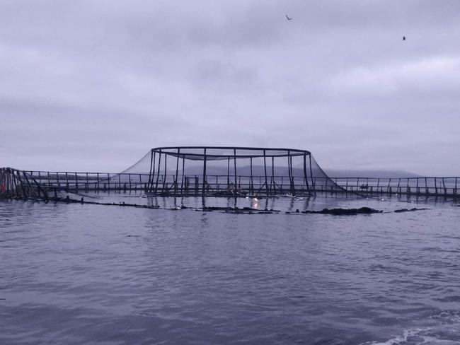 Fire damage to Huon Aquaculture salmon pen.