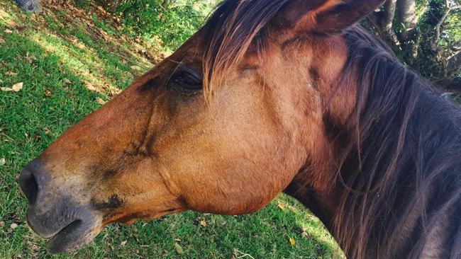 Sherele Moody's horse Frank, who went missing and was found dead after a man left a message saying she wouldn’t see him again.