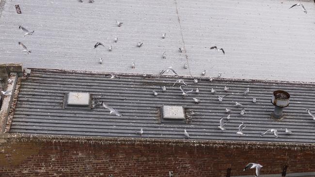 Thousands of gulls are nesting on Dandenong rooftops. Picture: Daniel Pockett