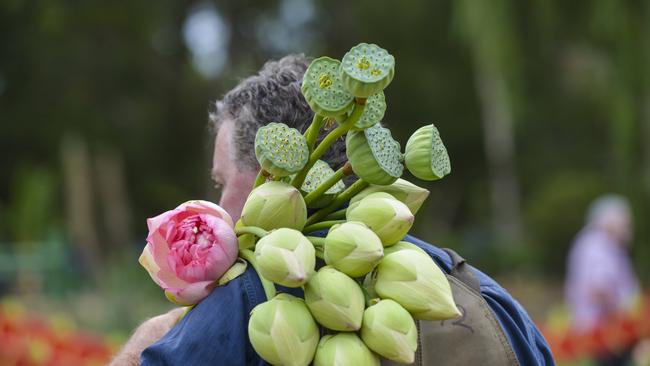 Shower scene: Geoff holds harvested lotus pods, buds and flowers. Picture: Dannika Bonser