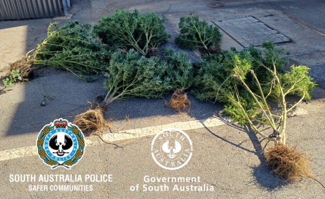 Police located six cannabis plants in an outdoor area and a small amount of dried cannabis at a Moonta Bay property. Picture: SA Police