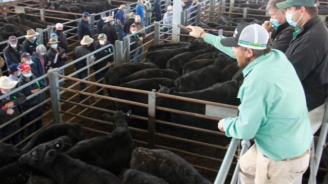 Nutrien auctioneer Daniel Fischer takes another bid during last week's buoyant cattle sale at Euroa.