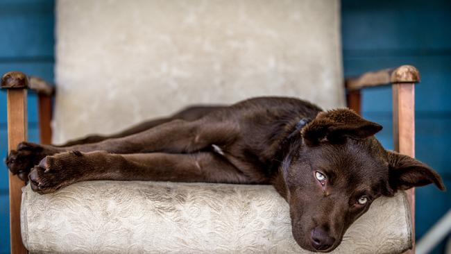 Leeroy Todd from The Dawn (QLD) Sleepy Eyes “I love this image, and it really jumped out at me. The photographer has captured a very rare image – a kelpie at rest! They are normally so intense and always looking for a job. This really is a moment where you can see he’s on his favourite piece of furniture in the entire house. There’s a real softness coming through. The colour composition along with its restful personality is the calm before the storm.” Picture: 2015 Canon Light Awards