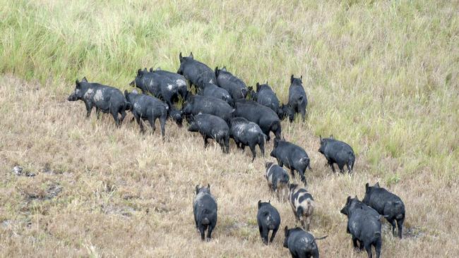 Feral pigs damage crops, destroy land and spread disease. Picture: Supplied