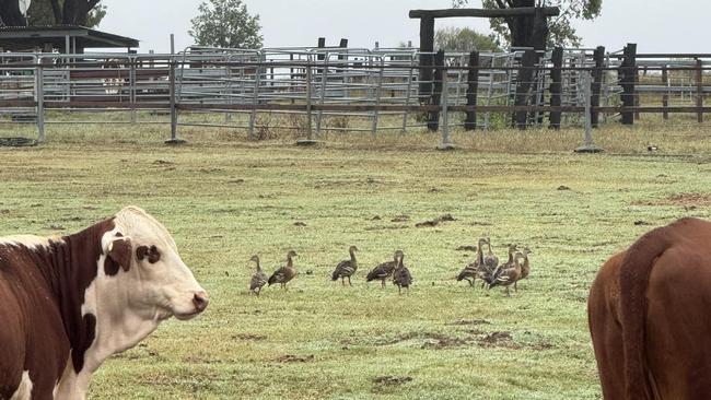 Farmers across South West Queensland an exceptional rain season in the region. Photo: Louise Wilson.