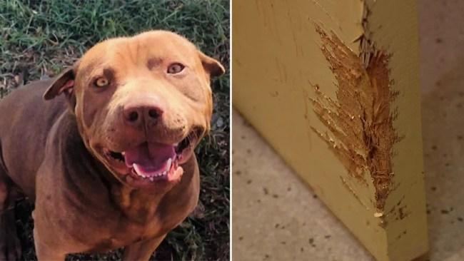 The victim managed to lock the dog in a bedroom where it tore at the door with its teeth and claws. Photo: 9News