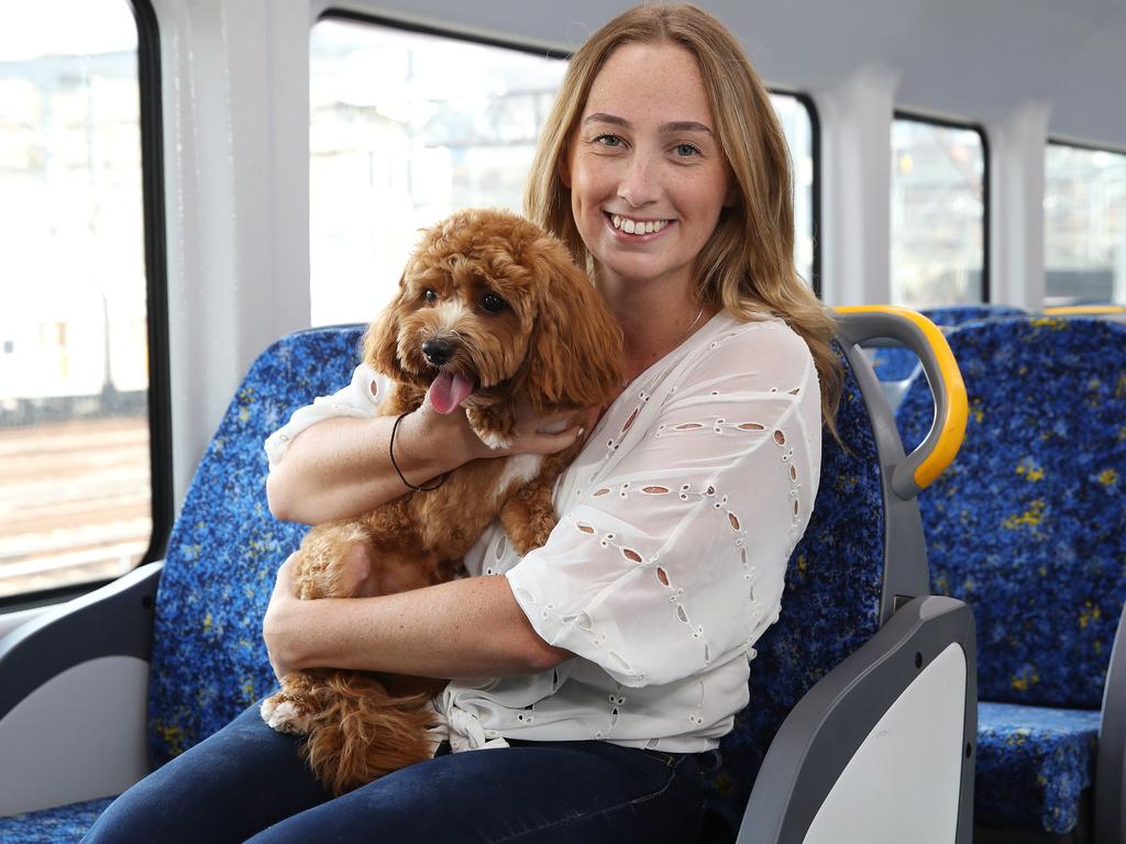 Pets on public store transport