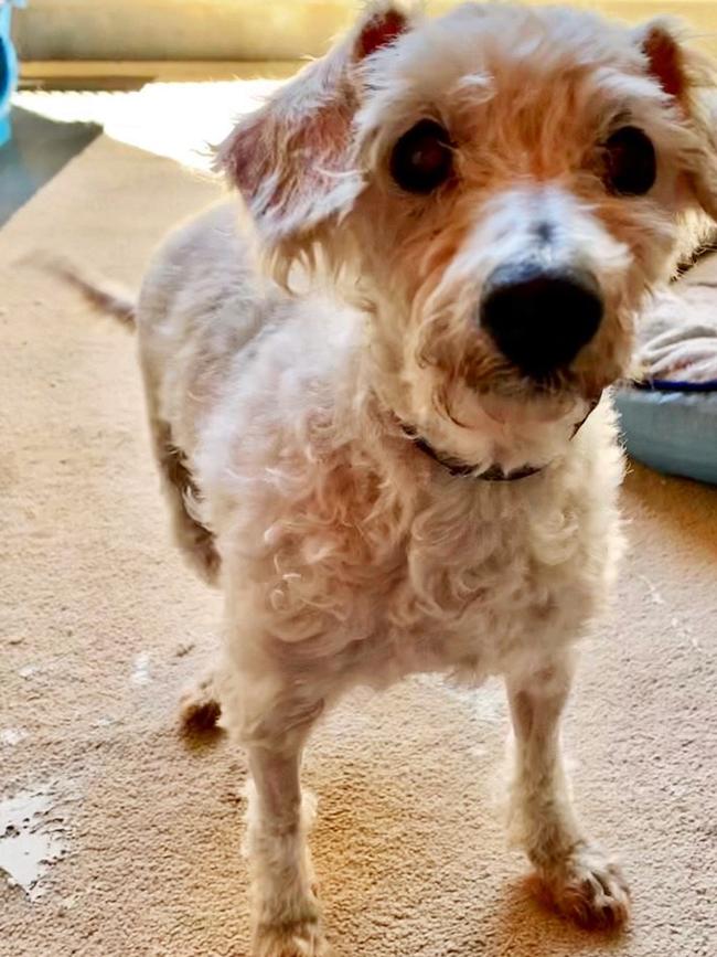 Aviary, a poodle cross seized from a Lethbridge Park home has found her forever home. Picture: RSPCA NSW