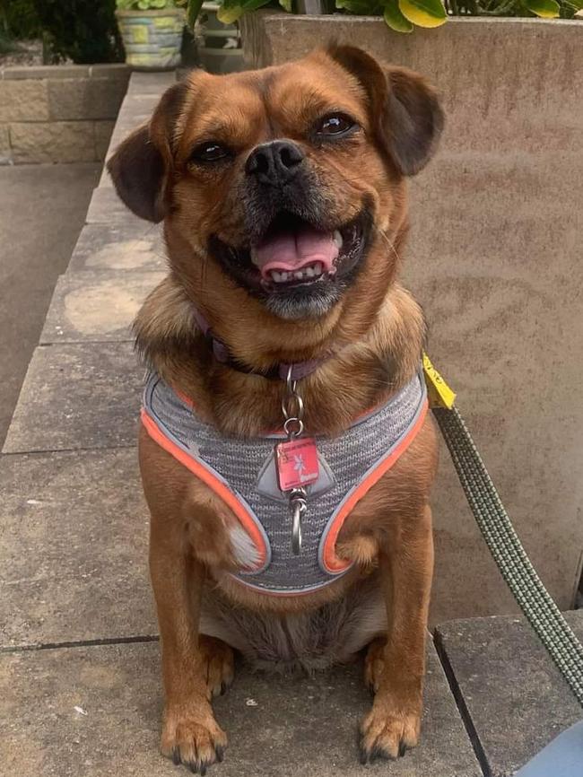 Peanut the pugalier, sent in by Jamie Atkinson, Millicent
