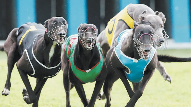 Greyhound muzzle victoria best sale