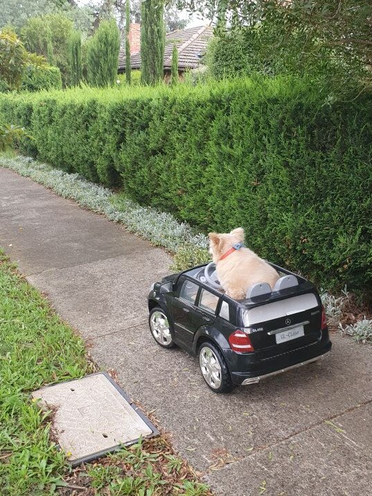 Buddy cruised along the footpaths of West Heidelberg in his luxury convertible.