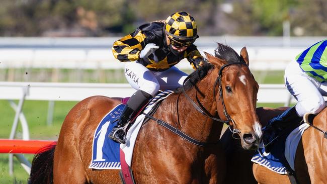 Behemoth in the Spring Stakes at Morphettville. Photo: Atkins Photography