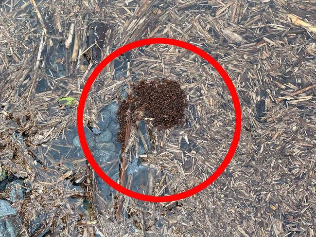 Fire ants seen 'rafting' in northern Gold Coast floodwaters.