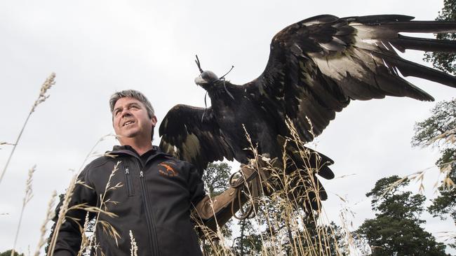 Take to the skies: Full Flight Birds of Prey Centre Graeme Coles with Sabrina the Wedge-tailed eagle. Picture: Zoe Phillips