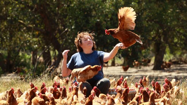 Eva Barabas with her chickens on Nirvana Free Range Egg Farm in Langwarrin, southeast of Melbourne, Victoria. The hens are all ISA Browns, developed in France for their laying qualities.