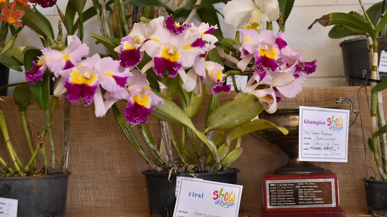 Michael Hadley won the Daly Thomas Memorial trophy for Orchid of the Show. Picture: Kirra Grimes