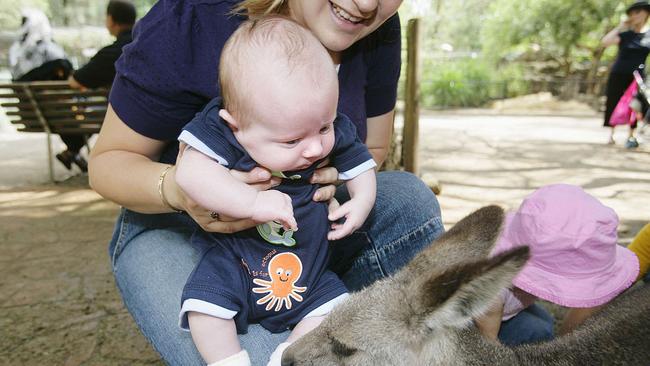 Hoxton Park six-month-old Daniel Perrin admiring a kangaroo on Australia Day, 2007. Picture. Isabella Lettini