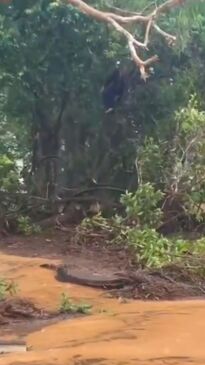 Man found clinging to trees in FNQ floodwaters