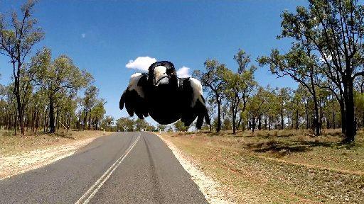 MAGPIE RELOCATED: An aggressive male magpie who has been attacking people at a Northern Rivers park has been relocated to protect residents. Picture: Contributed