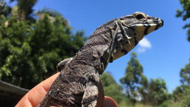 Macadamia Castle's latest critters, two baby lace monitors.