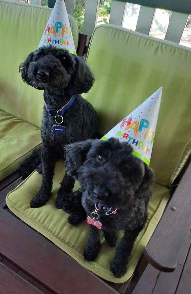 Star and her brother Bentley were ‘inseparable’ and adopted as a pair. Photo: Contributed