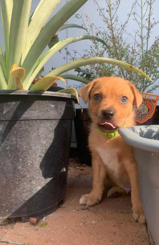 Kipper: Christopher Paul Muscat's 3 month old Kelpie