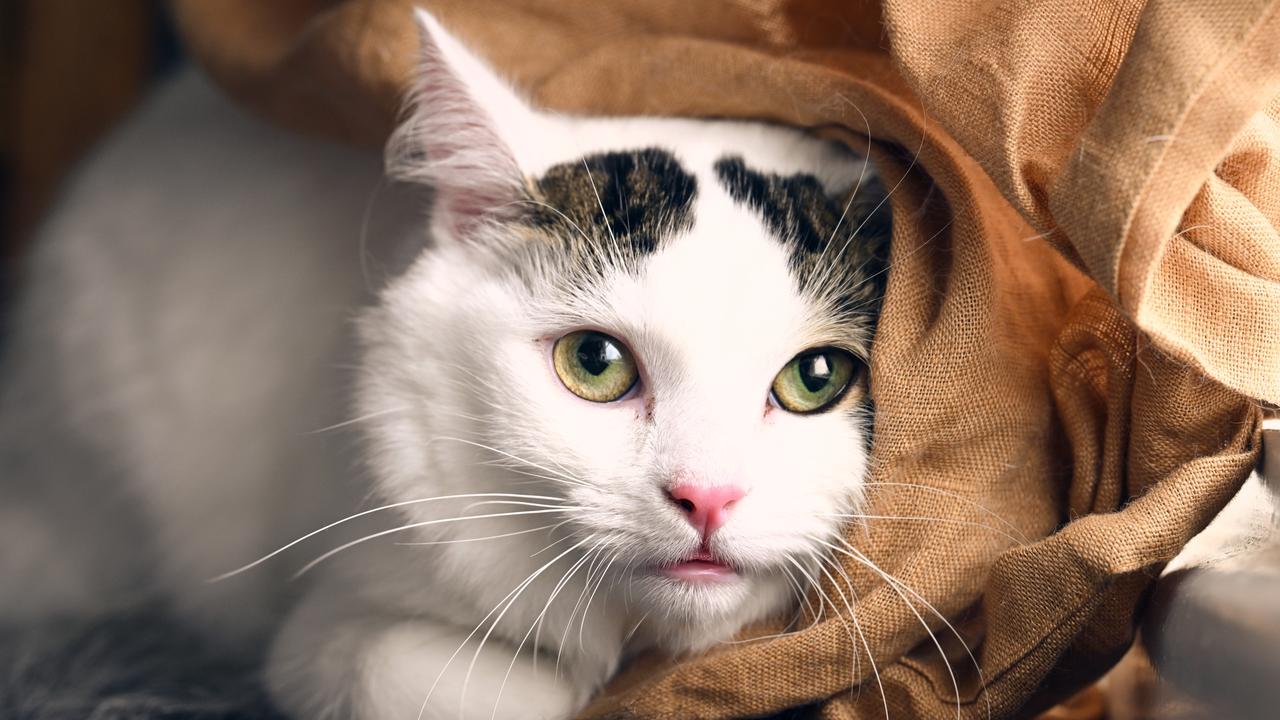 Cat rescue puts out call to find kitties their fur-ever homes