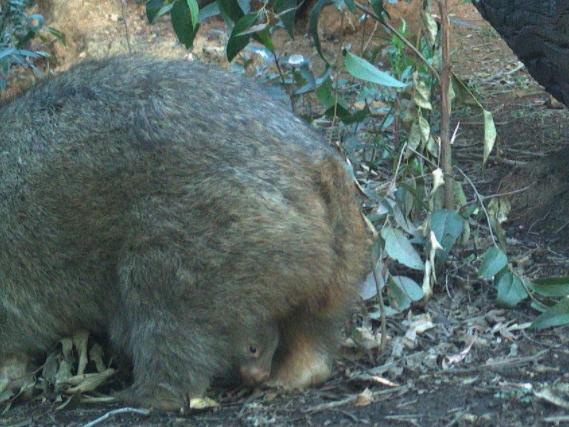 Peekaboo. A baby wombat photographed in the Blue Mountains. Unlike other marsupials, the wombat’s pouch is rear-facing. Picture: WWF Australia