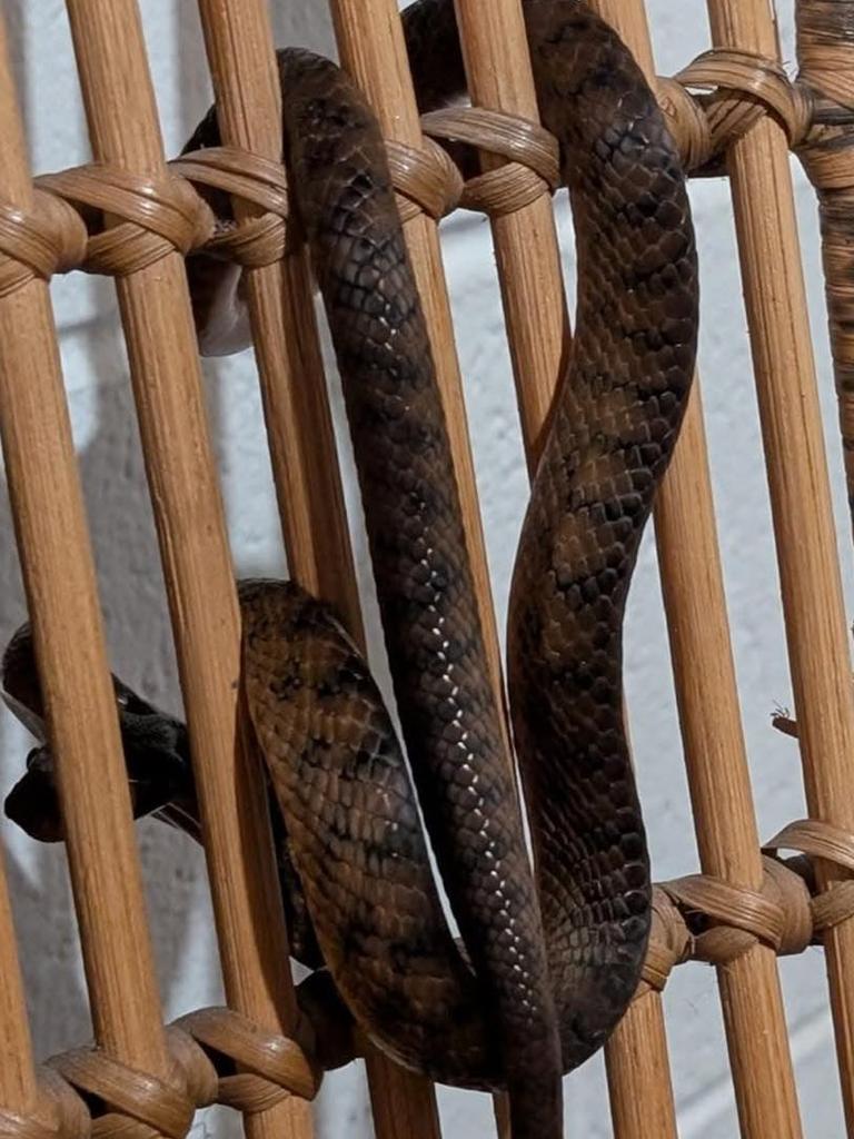 This brown tree snake, seen inside a home at Byron Bay, was posted by an anonymous user on the Snakes Identification Australia page with the caption: 
