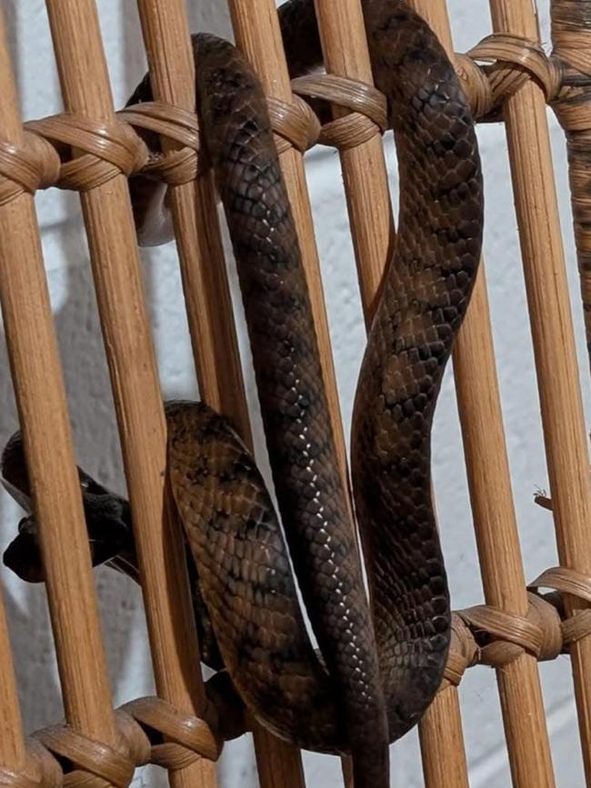 This brown tree snake, seen inside a home at Byron Bay, was posted by an anonymous user on the Snakes Identification Australia page with the caption: "Hi this has crawled up on a friend's chair to avoid the weather in Byron Bay."