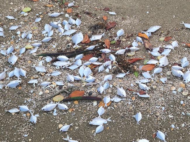 Dead fish washed up on Kemp Beach, Yeppoon, on May 29, 2024.