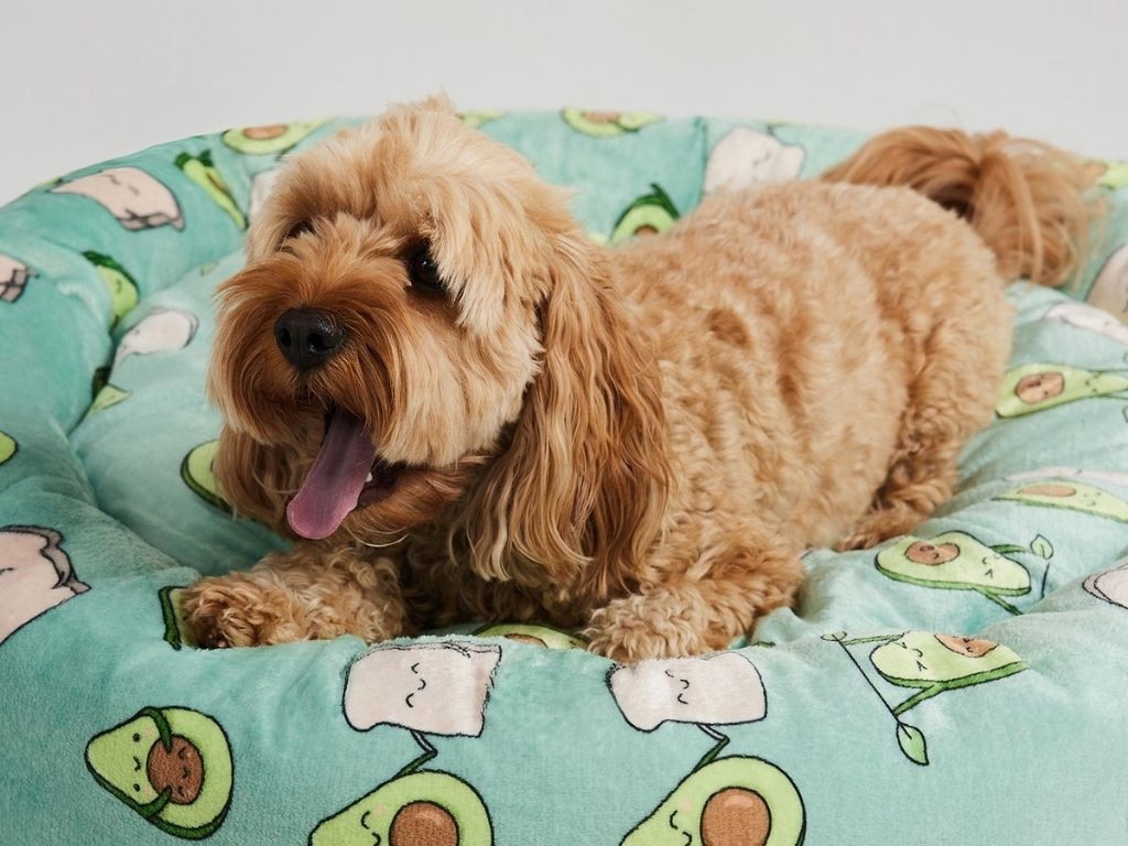 Your pup is going to totally relax with this bed.