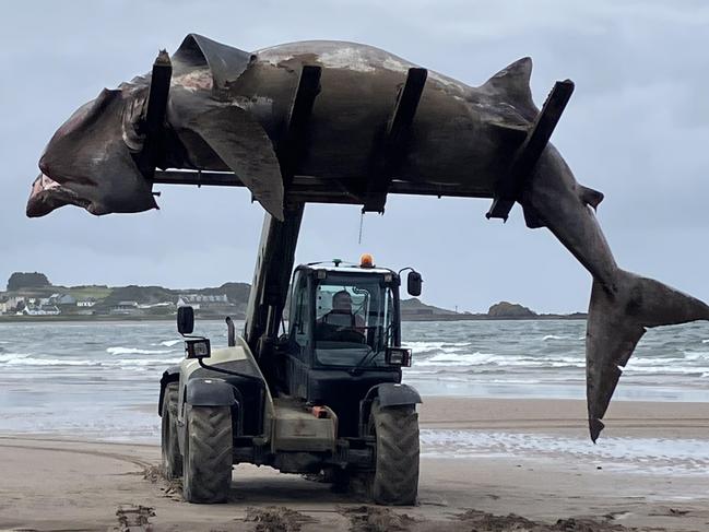 Story from Jam Press (Giant Shark UK)  Pictured: The giant basking shark being removed from Maidens Beach.  VIDEO: Horrific moment gigantic 24ft SHARK washes up on UK beach  A giant shark has been spotted washed up on a UK beach Ã¢â¬âÃÂ leaving beachgoers in shock.  The basking shark, sometimes known as a Ã¢â¬ÅToothless Bruce,Ã¢â¬Â is the second largest fish in our oceans.  At first, it was thought to be a whale, until Yolanda McCall, from Ayrshire, Scotland, contacted British Divers Marine Life Rescue (BDLMR) and Scottish Marine Animal Stranding Scheme (SMASS) teams.  The shark, which measures a whopping 24ft, was sadly pronounced dead at the scene on Maidens Beach on Sunday evening (30 June 2024).  Ã¢â¬ÅIt was tangled in a long loop of rope, in its mouth and caught around its tail,Ã¢â¬Â Yolanda told What's The Jam.  Ã¢â¬ÅThe creature was bobbing around in the water and we couldn't tell if it was dead or alive.  Ã¢â¬ÅI wanted to try to help it, if it was alive and floundering, so I put on a wetsuit and got in the water to check.  Ã¢â¬ÅSadly it was dead, but it looked very complete, a recent death.  Ã¢â¬ÅMaybe it got tired trying to free itself.Ã¢â¬Â  Officials, including the coastguard, identified the animal as a basking shark.  She added: Ã¢â¬ÅAfter the tide went out, we could see the full beautiful big creature.  Ã¢â¬Å[ItÃ¢â¬â¢s] very sad.Ã¢â¬Â  ENDS  EDITORÃ¢â¬â¢S NOTES: Video Usage Licence: (EXCLUSIVE) We have obtained an exclusive licence from the copyright holder. A copy of the licence is available on request.  Video Restrictions: None.